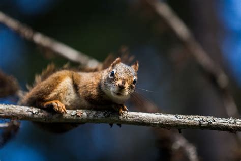 Squirrels Climbing Trees: How Do Squirrels Climb?