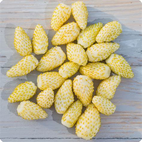 Strawberry Seeds - Yellow Wonder Alpine – The Incredible Seed Company Ltd