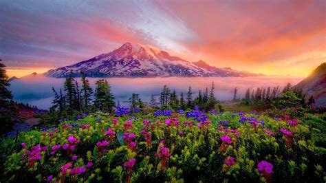 Mount Rainier National Park Wallpapers - Wallpaper Cave