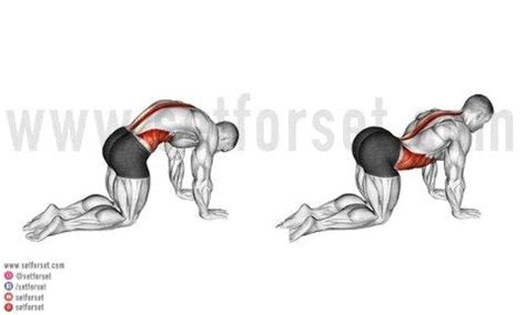 11 Best Rectus Abdominis Exercises & Stretches - SET FOR SET