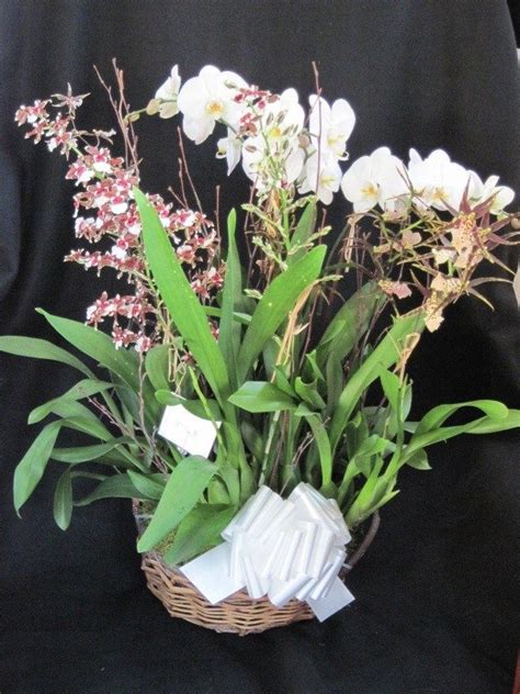 Orchid Basket | Plants and Flowers Ltd