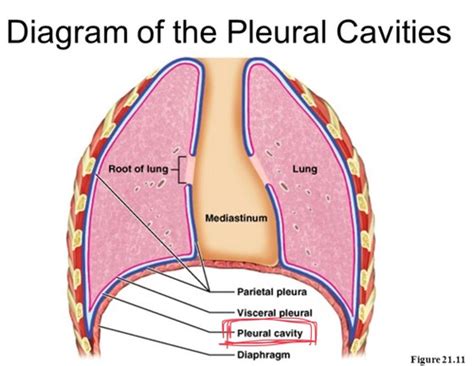 Visceral Pleura