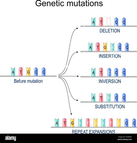 Genetic mutations. DNA Before mutation and after insertion, repeat ...