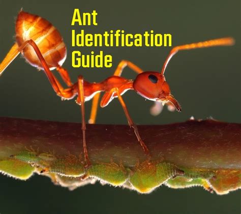 Ant Identification Guide With Photos - Owlcation