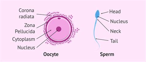 What Are Gametes