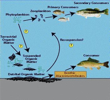 What Is the Food Web in a Terrestrial & Aquatic Ecosystem? | Sciencing