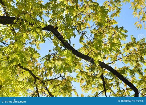 Eastern black walnut stock image. Image of leaf, autumn - 163200577