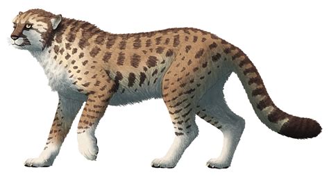 Miracinonyx, a feline from the Pleistocene of... | Nix Draws Stuff