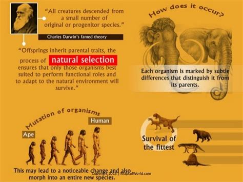 Is The Theory Of Evolution True? - Facts & Infographic