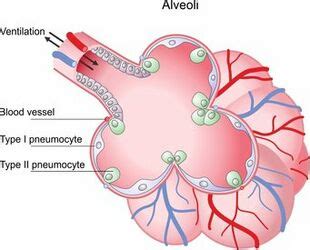 Pulmonary Alveoli Diagram