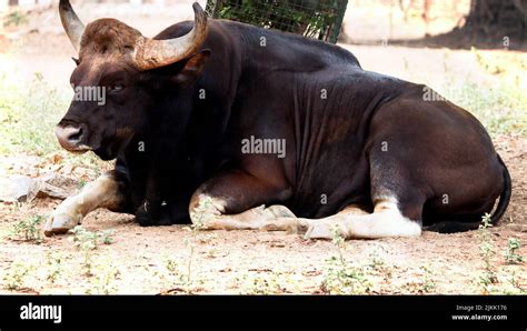 The wild cow (ox) bison is lying on the ground in its natural habitat ...