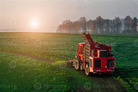 Harvesting beet harvester in the field early in the morning 7485294 ...