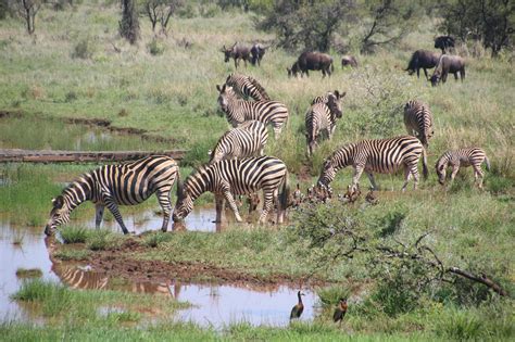 Herd of Zebras on Grass Field · Free Stock Photo