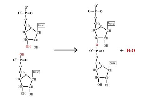 BASIC BIOTECHNOLOGY : NUCLEIC ACIDS