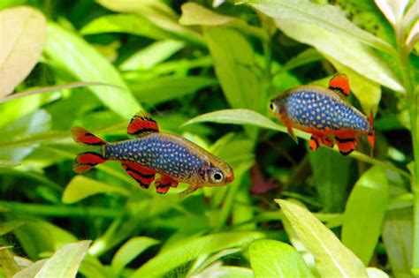 Nile Perch Care: Tank Setup, Food, Behavior & More - Fish Laboratory