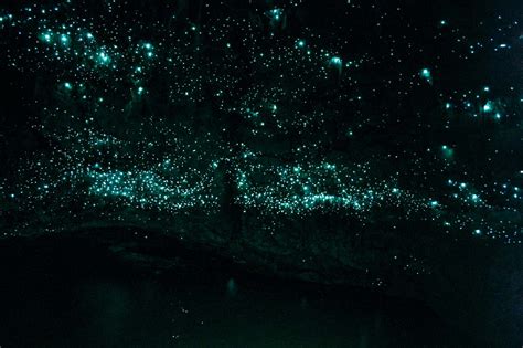 Ashok's Blog: Waitomo Glowworm Caves