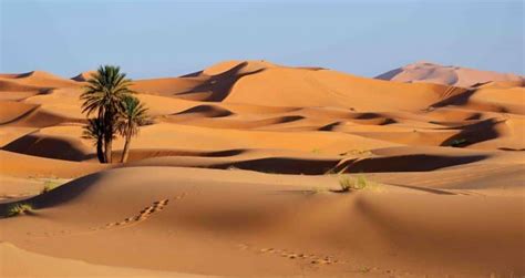 40 Sahara Desert Facts About The Great Desert of Africa - Facts.net