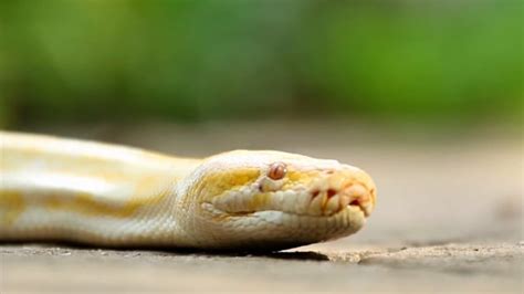 Snake Reptile Python - Free video on Pixabay