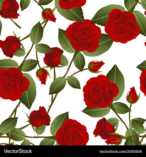 Red rose on white background Royalty Free Vector Image