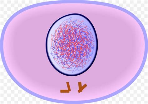 Stages Of Cell Growth And Division