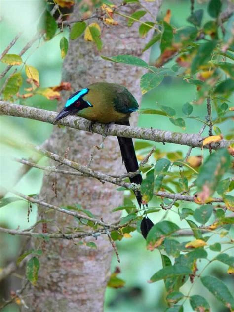 What Is The El Salvador National Bird? + 11 Interesting Facts