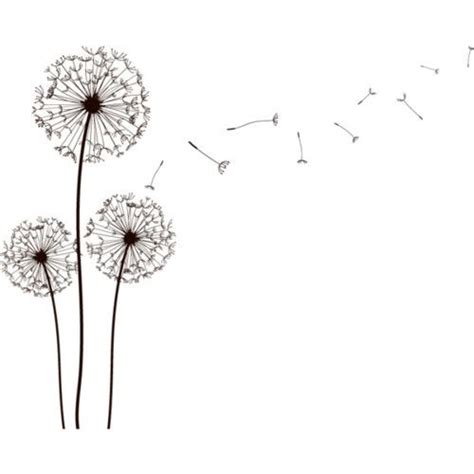 Pencil Drawings: Pencil Drawing Dandelion