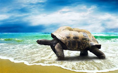 Baby Sea Turtle Wallpaper (55+ images)