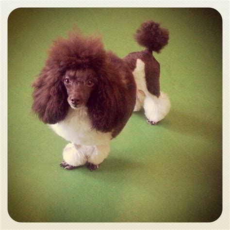 Huxtable The Poodle | Toy Poodle Blog | Parti Poodle: Toy Parti Poodle ...