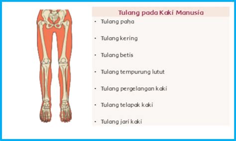 Tulang Pada Kaki Yang Berfungsi Menghasilkan Sel Darah Merah Adalah