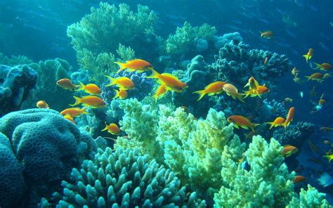 Underwater Egypt sea ocean fishes coral tropical wallpaper | 1920x1200 ...