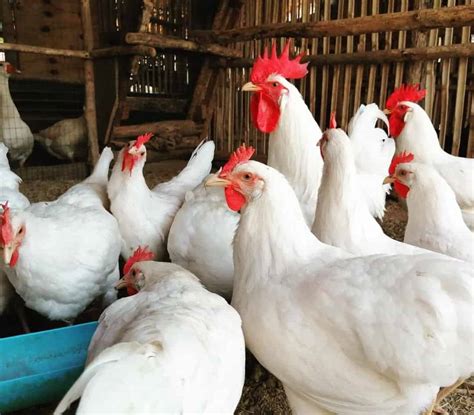 Leghorn Chicken: Eggs, Height, Size and Raising Tips