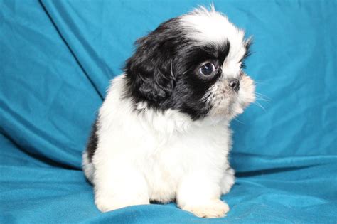 Available Shih Tzu Puppies For Sale – NorthViewShihTzus.com