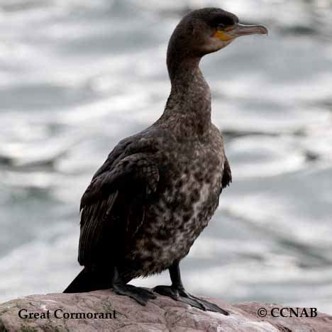 Great Cormorant - North American Birds - Birds of North America