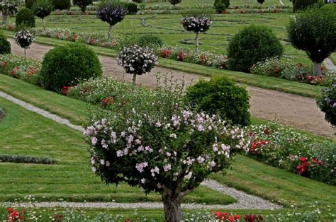 A Study of a Formal Garden with Plants and Flowers. Stock Photo - Image ...