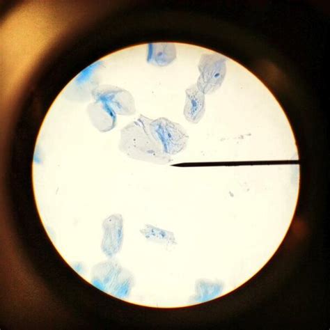 Human Cells and Microscopy