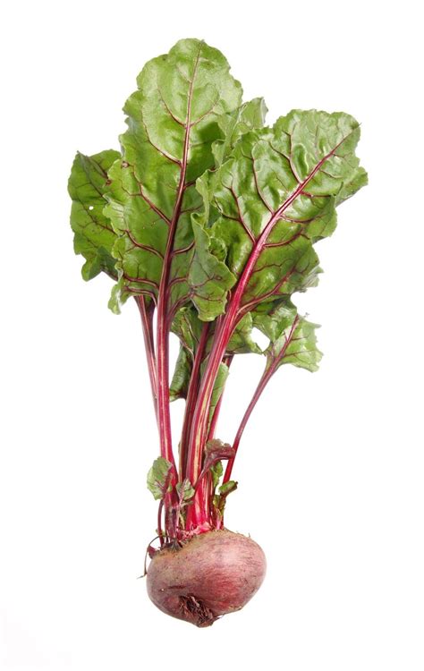 Beet | Description, Root, Leaf, Nutrition, & Facts | Britannica