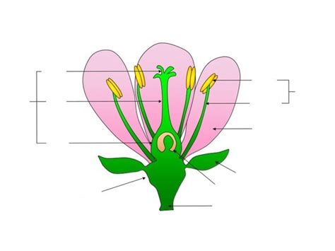 Biology PLANT GAMETES Diagram | Quizlet