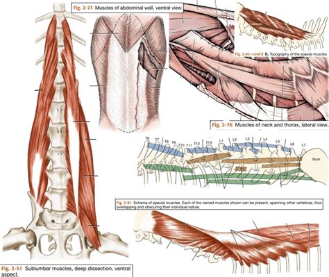 Iliopsoas Muscle Dog