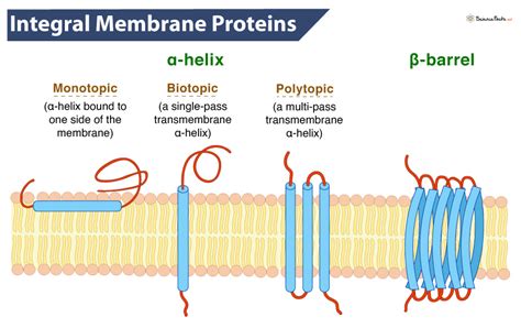 Integral Membrane Protein - Biology Simple