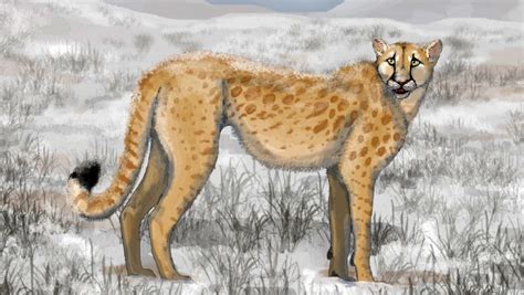 Extinct American Cheetah Had Unique Predatory Behavior, Research ...