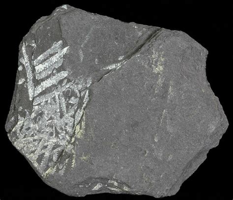 3.4" Fossil Graptolites (Didymograptus) Plate - Great Britain For Sale ...