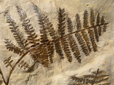 LARGEST PLANT FERN FOSSIL PECOPTERIS INTERIOR DESIGN FOSSILS