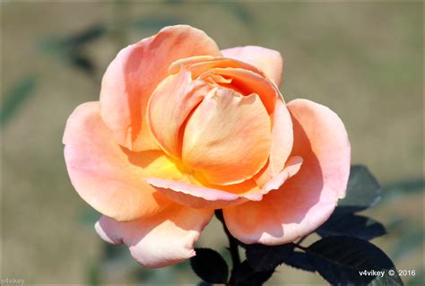 Peach Rose Flower - Garden Roses - 2947x1985 Wallpaper - teahub.io