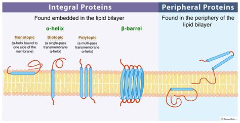 Peripheral Membrane Proteins - Definition, Examples, and Functions