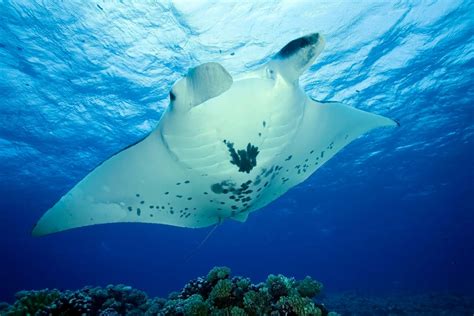 Get to Know the Majestic Reef Manta Ray - Manta Ray Advocates Hawaii