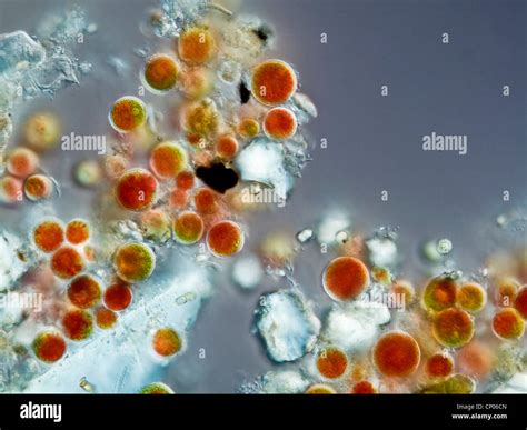 Haematococcus pluvialis (Haematococcus pluvialis), permanent state ...