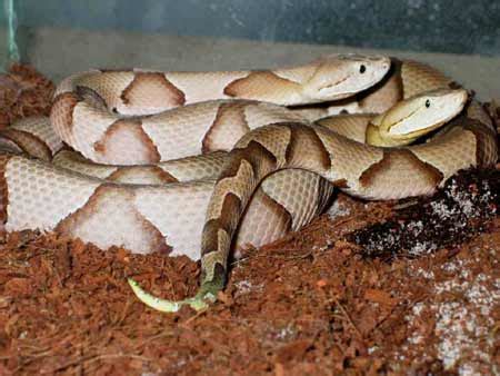 Agkistrodon; Copperhead; Cottonmouth