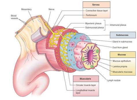 Urinary Bladder Histology Submucosa