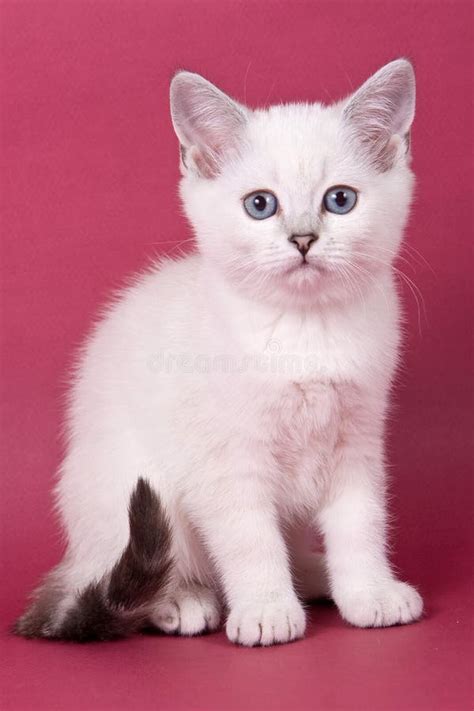 Fluffy Tabby Kitty British Cat Stock Photo - Image of kitten, pedigree ...