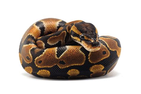 Ball Python Care Sheet: How to Care for a Ball Python